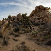 Joshua Tree National Park (part 7): Desertscapes