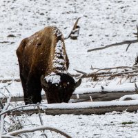 Yellowstone National Park (part 1): Bison