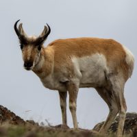 Yellowstone National Park (part 4): Pronghorn