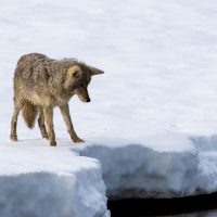 Yellowstone National Park (part 3): Coyote in the Snow