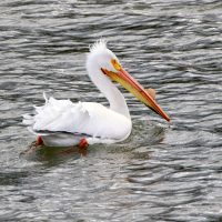 Grand Tetons National Park (part 7): American White Pelicans