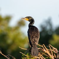 Florida Bird Assortment