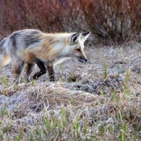 Grand Tetons National Park (part 8): The Fox