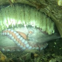 Giant Pacific Octopus with Eggs