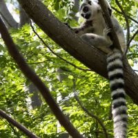 Last of my Madagascar Photos