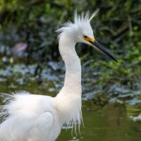 Florida Wetlands Bird Assortment
