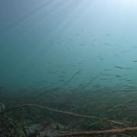 Sunrays, Tube-snouts, and Eel Grass