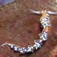 Last of Bali Nudibranchs from 2020